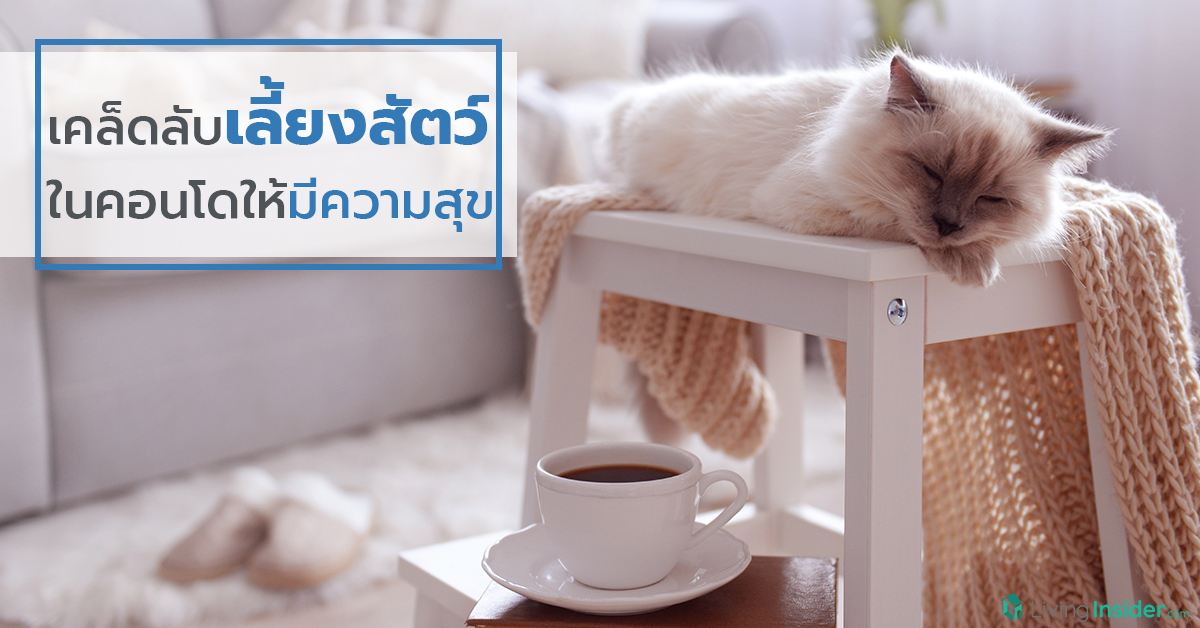 เคล็ดลับเลี้ยงสัตว์ ในคอนโดให้มีความสุข 
