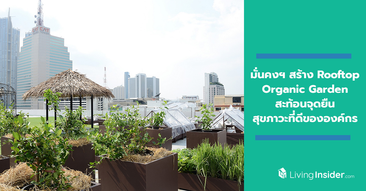 มั่นคงฯ สร้าง Rooftop Organic Garden ชวนพนักงานเพิ่มพื้นที่สีเขียว ปลูกผักอินทรีย์สะท้อนจุดยืน สุขภาวะที่ดี ขององค์กร
