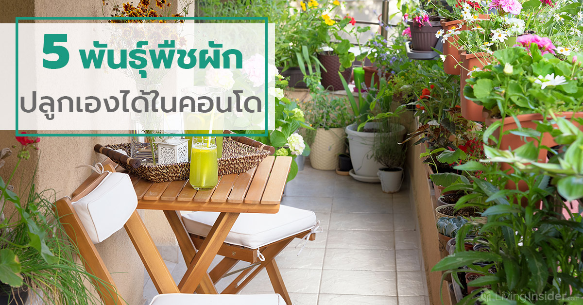 5 พันธุ์พืชผัก ปลูกเองได้ในคอนโด