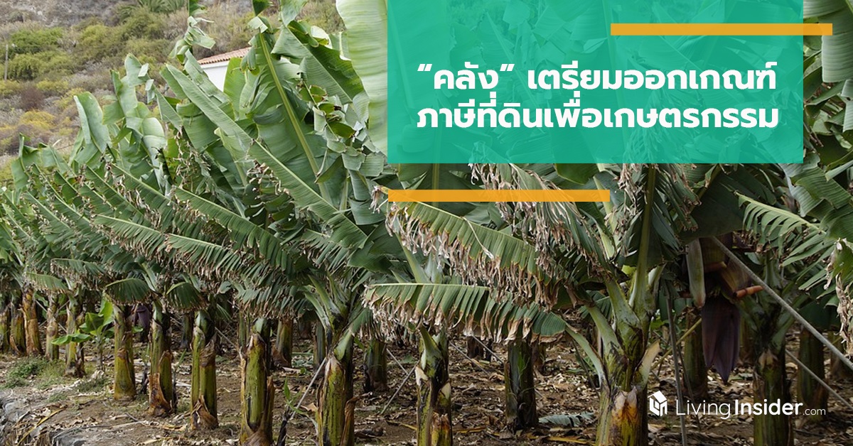 “คลัง” เตรียมออกเกณฑ์ ภาษีที่ดินเพื่อเกษตรกรรม จำแนกปลูกกล้วยต้อง 200 ต้น/ไร่