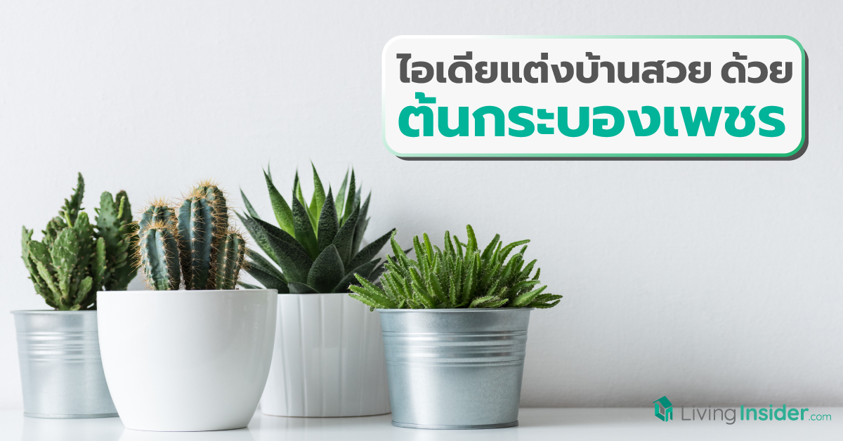 ไอเดียแต่งบ้านสวย ด้วยต้นกระบองเพชรหลากไสตล์