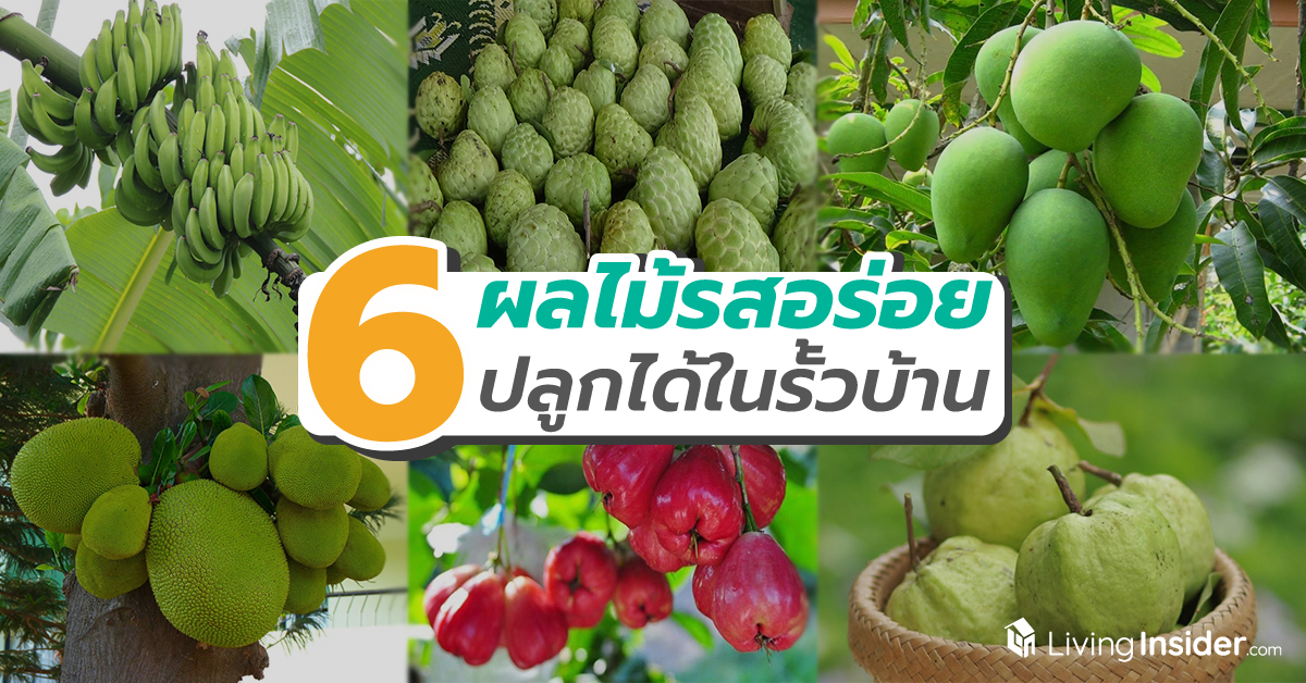 6 ผลไม้รสอร่อย ปลูกได้ง่าย ๆ ในรั้วบ้าน