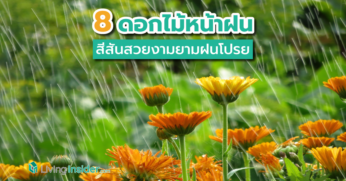 8 ดอกไม้หน้าฝนที่ควรหามาปลูกที่บ้าน เพิ่มสีสันสวยงามยามฝนโปรย