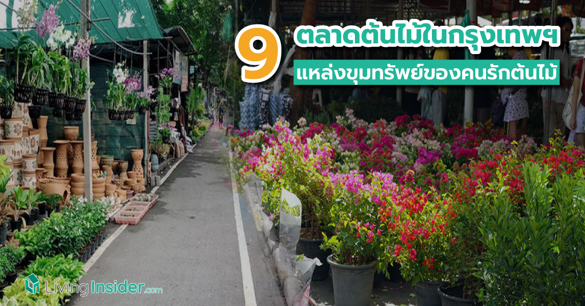 9 ตลาดต้นไม้ในกรุงเทพฯ แหล่งขุมทรัพย์ของคนรักต้นไม้ อยากได้ต้นอะไร จัดสวนแบบไหน มีให้ครบ