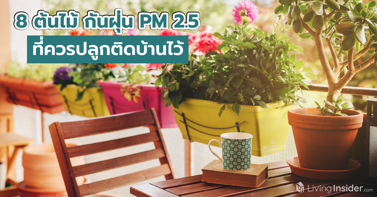 8 ต้นไม้ กันฝุ่น PM 2.5 ที่ควรปลูกติดบ้านไว้
