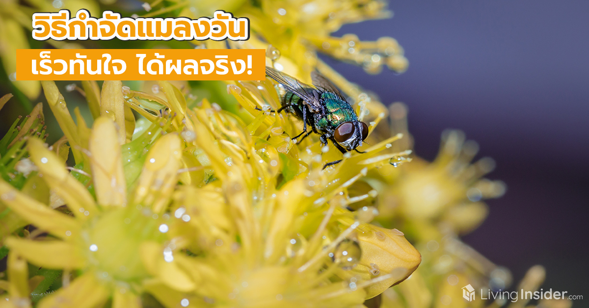 วิธีกำจัดแมลงวันออกจากบ้าน เร็วทันใจ ได้ผลจริง!