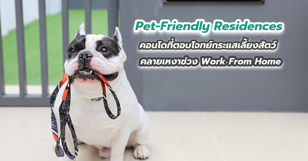 Pet-Friendly Residences คอนโดที่ตอบโจทย์กระแสเลี้ยงสัตว์คลายเหงาช่วง Work From Home