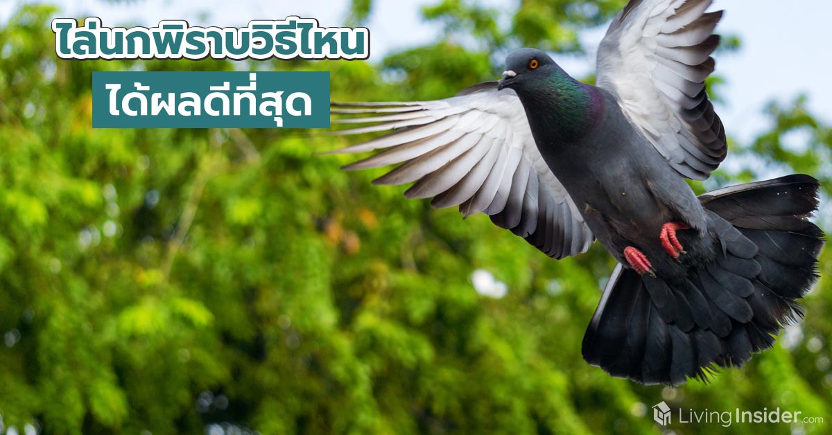 ไล่นกพิราบวิธีไหน ได้ผลดีที่สุด ? เคล็ดลับจัดการนกพิราบตัวป่วนกวนใจชาวคอนโด