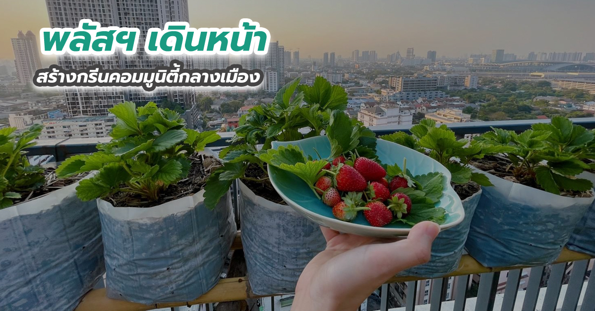 พลัสฯ เดินหน้าสร้างกรีนคอมมูนิตี้กลางเมือง
