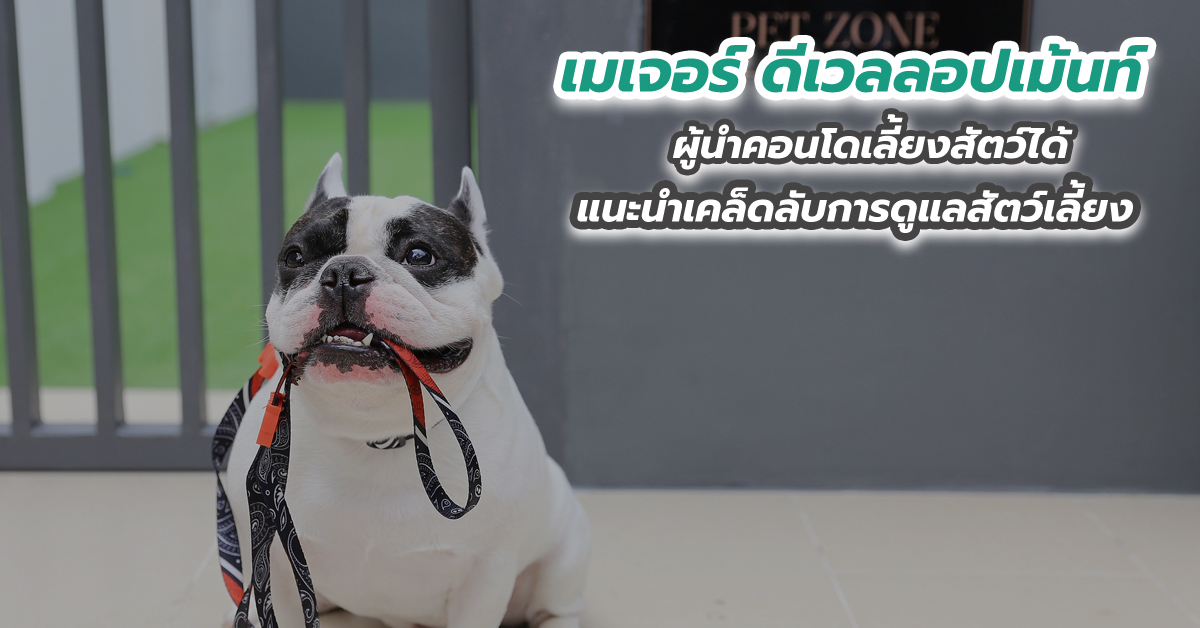 เมเจอร์ ดีเวลลอปเม้นท์ ผู้นำคอนโดเลี้ยงสัตว์ได้ แนะนำเคล็ดลับการดูแลสัตว์เลี้ยง