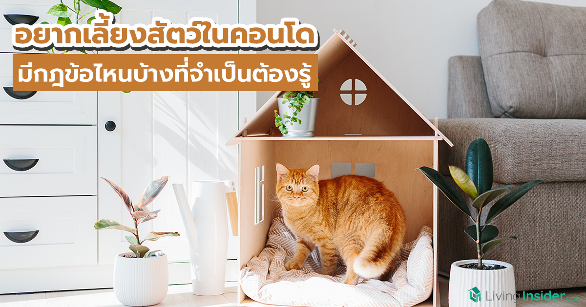 อยากเลี้ยงสัตว์ในคอนโด มีกฎข้อไหนบ้างที่จำเป็นต้องรู้