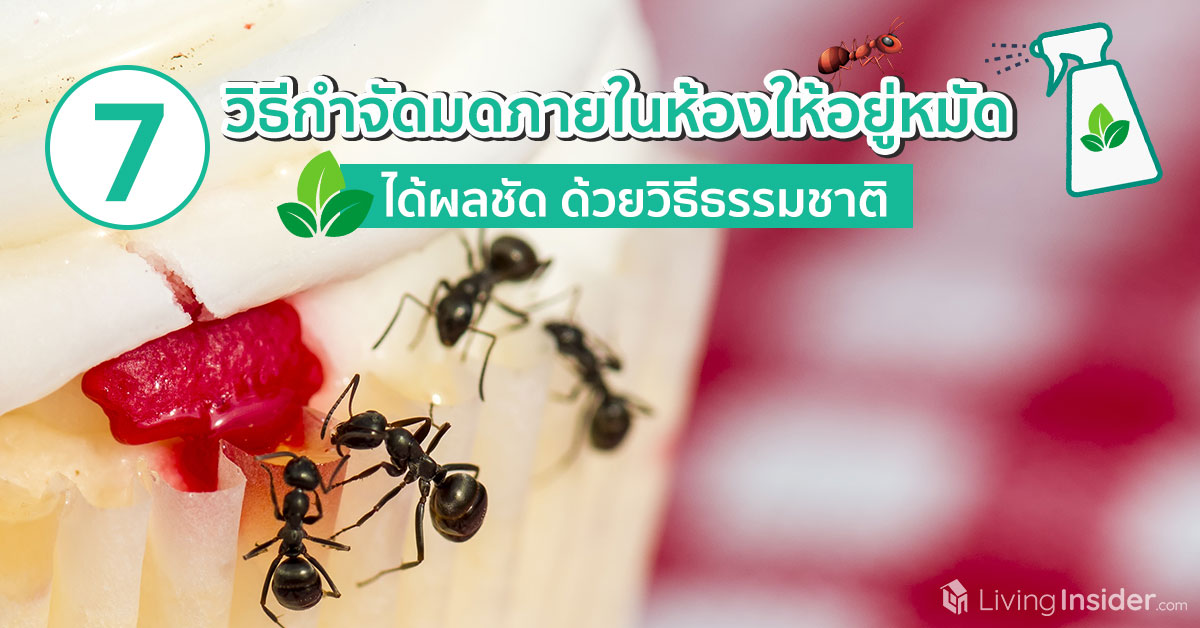 7 วิธีกำจัดมดภายในห้องให้อยู่หมัด ได้ผลชัด ด้วยวิธีธรรมชาติ