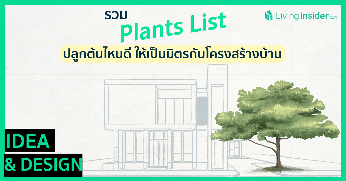 รวม Plants List ปลูกต้นไหนดี ให้เป็นมิตรกับโครงสร้างบ้าน 