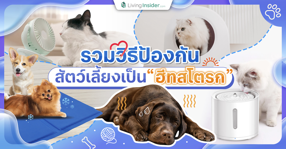 รวมวิธีป้องกันสัตว์เลี้ยงเป็นฮีทสโตรก