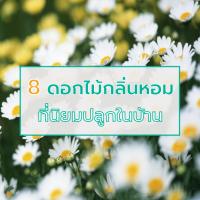 8 ดอกไม้กลิ่นหอม ที่นิยมปลูกในบ้าน