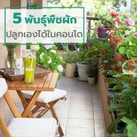5 พันธุ์พืชผัก ปลูกเองได้ในคอนโด