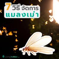 7 วิธีจัดการแมลงเม่า ศัตรูตัวฉกาจของบ้านคุณ