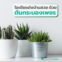 ไอเดียแต่งบ้านสวย ด้วยต้นกระบองเพชรหลากไสตล์