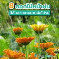 8 ดอกไม้หน้าฝนที่ควรหามาปลูกที่บ้าน เพิ่มสีสันสวยงามยามฝนโปรย