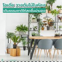 ไอเดียวางต้นไม้ในห้อง เติมธรรมชาติให้สดชื่นน่ามอง