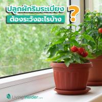 ปลูกผักริมระเบียง ต้องระวังอะไรบ้าง ? ข้อควรระวังสำหรับสายเฮลท์ตี้ที่อยากปลูกผักรับประทานเอง