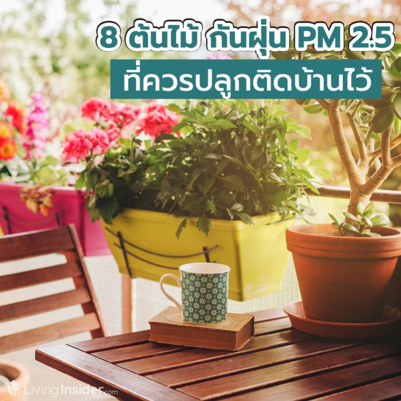 8 ต้นไม้ กันฝุ่น PM 2.5 ปลูกที่บ้านได้