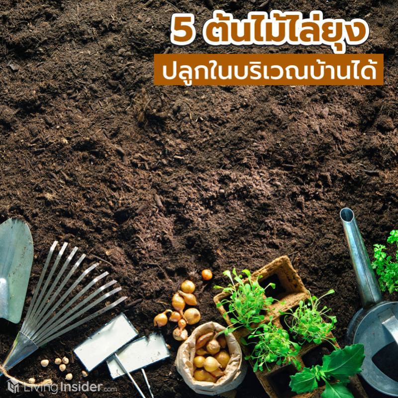 5 ต้นไม้ไล่ยุง  ปลูกในบริเวณบ้านได้