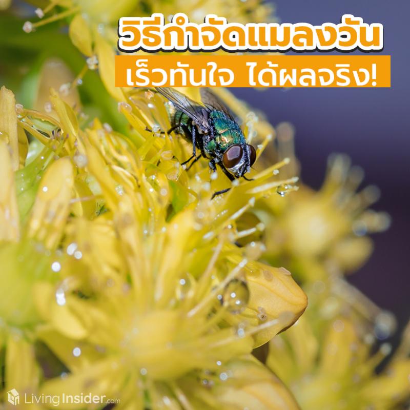 วิธีกำจัดแมลงวันออกจากบ้าน เร็วทันใจ ได้ผลจริง!