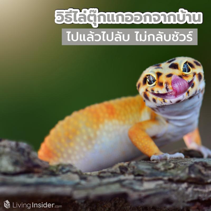9 วิธีไล่ตุ๊กแกออกจากบ้านง่าย ๆ แบบฉบับจากกันด้วยดี