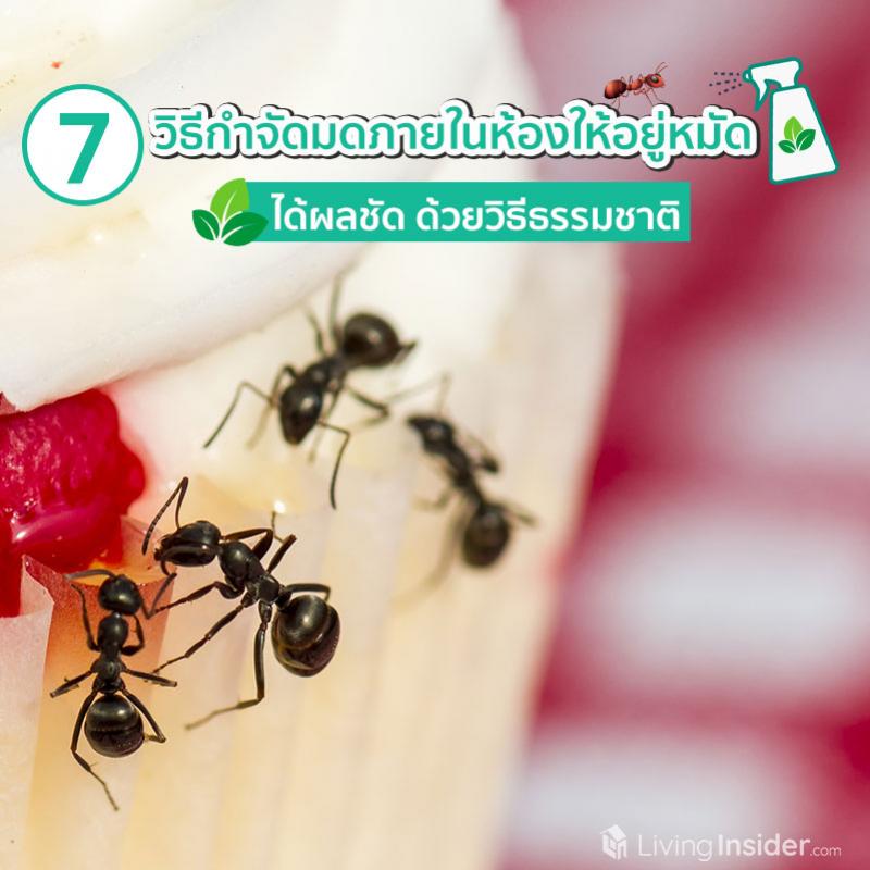 7 วิธีกำจัดมดภายในห้องให้อยู่หมัด ได้ผลชัด ด้วยวิธีธรรมชาติ