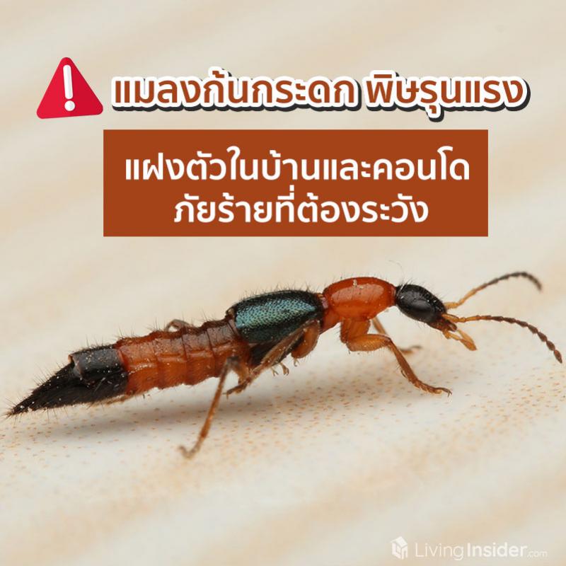 แมลงก้นกระดกมีพิษร้าย ภัยใกล้ตัวที่ไม่ควรมองข้าม