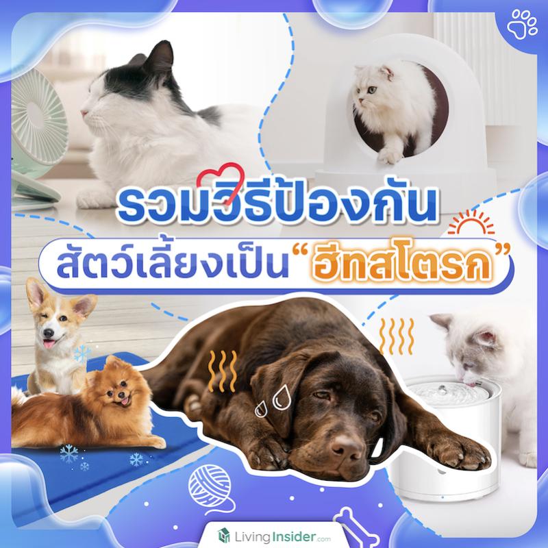 รวมวิธีป้องกันสัตว์เลี้ยงเป็นฮีทสโตรก