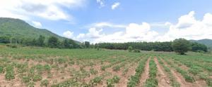 For SaleLandUthai Thani : Land for sale 5-3-46 rai, Ban Rai District, Uthai Thani Province.