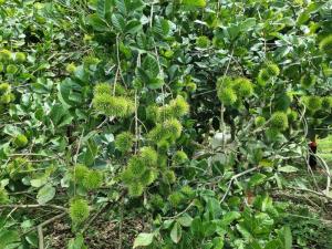 For SaleLandChanthaburi : Selling rubber plantations, mixed fruit orchards, ponds, shady houses, large plots of land on the road, almost 73 rai