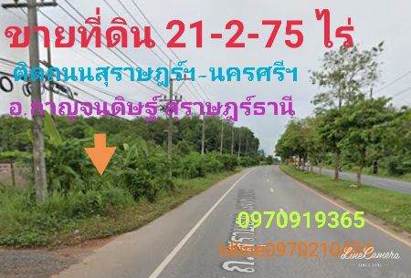 ขายที่ดินสมุย สุราษฎร์ธานี : ขาย ที่ดิน ติดถนนสุราษฎร์ธานี-นครศรีธรรมราช 21 ไร่ 2 งาน 75 ตร.วา อ.กาญจนดิษฐ์ สุราษฎร์ธานี