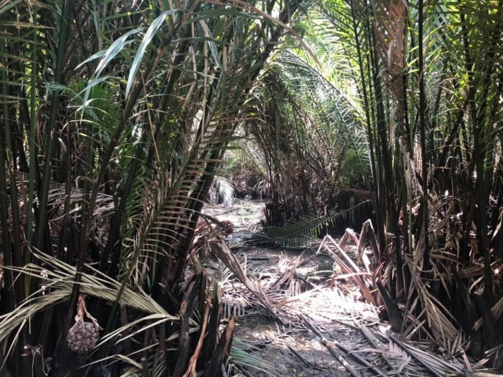For SaleLandRathburana, Suksawat : Land for sale along the Bang Krachao River, 6-3-32 rai, has road access.