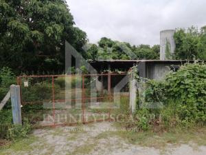 For SaleLandLamphun : Urgent sale!!! Special price, land with buildings, is a longan plantation