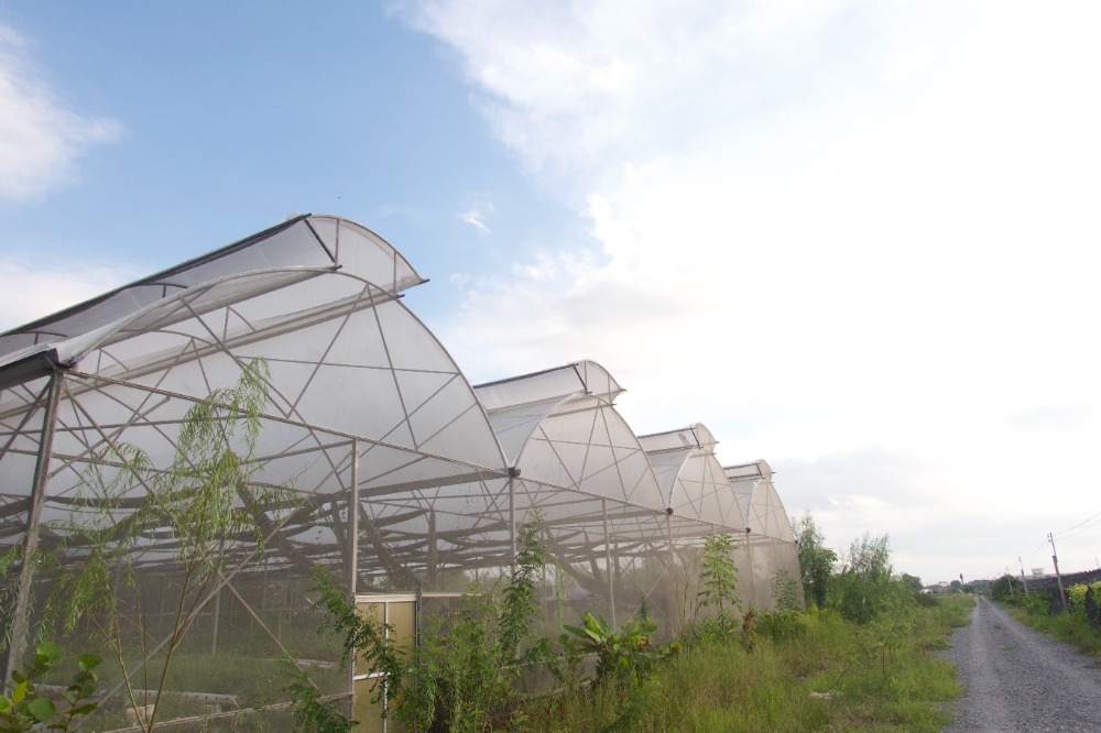 For SaleLandNakhon Pathom, Phutthamonthon, Salaya : Land for sale Salaya-Klong Yong with a house Suitable for growing marijuana, organic vegetables, melons