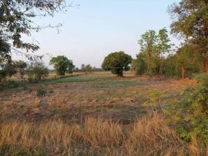 For SaleLandBuri Ram : Land for sale, very attractive location, peaceful, private Easy to travel in and out of Buriram Province