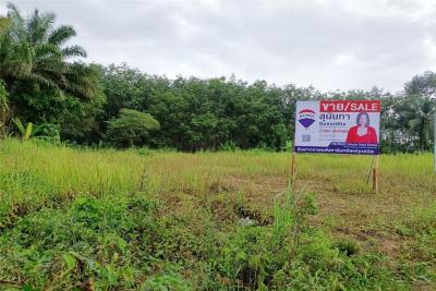 For SaleLandPhangnga : large plot of land with rubber plantation Good for investment - 920121030-126