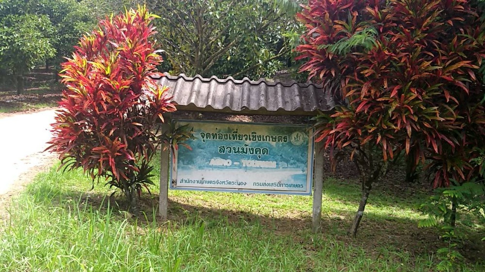 ขายที่ดินระนอง : ขายที่ดิน สวน มังคุด ยางพารา ระนอง Land for sale, mangosteen plantation, rubber plantation, Ranong.