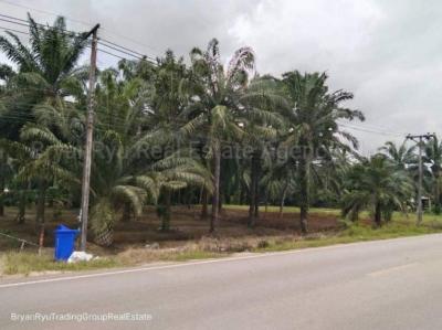 For SaleLandKrabi : 🔥HOT This plot is very beautiful. Don't miss!! !! Oil Palm plantation Palm plantation near Khao Phanom District Office Location: Khao Phanom District, Krabi Province Documents of rights: Red Garuda Deed, area 58 rai ++