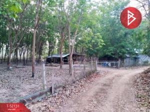 For SaleLandNan : Land for sale with rubber plantation, area 4 rai 2 ngan 43 square wah, Phu Pieng, Nan.