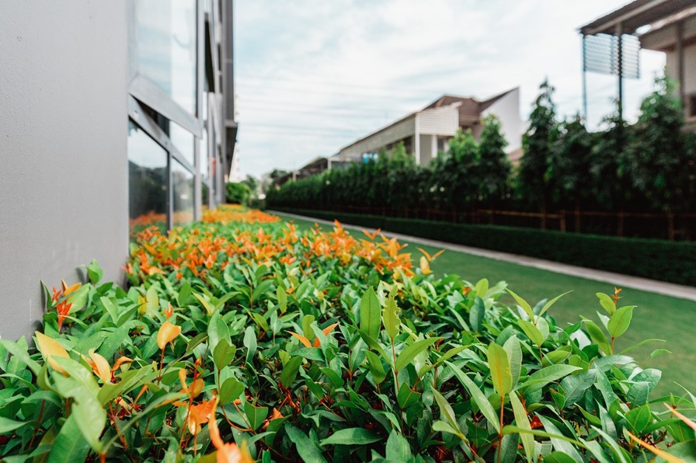 For SaleCondoBang Sue, Wong Sawang, Tao Pun : The Line Wongsawang, near MRT, near the expressway, has a lawn in front of the house, only 2.5 million