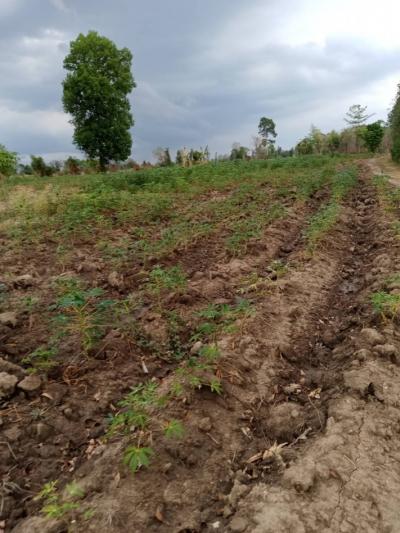 For SaleLandSukhothai : Land for sale (garden), beautiful plot, 9-2-40 rai, Sam Phuang Kirimas, Sukhothai Province.