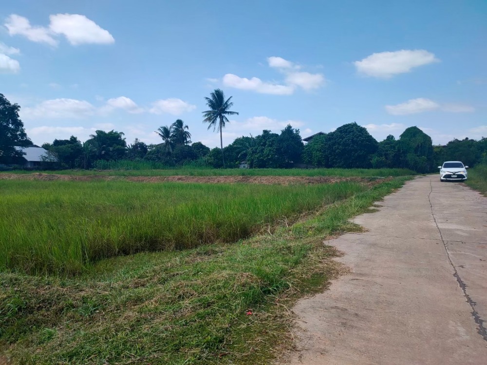 For SaleLandYasothon : Land for sale at Ban Don Muang, Kut Hae, connected to Chayangkun Road, near Mukdahan.