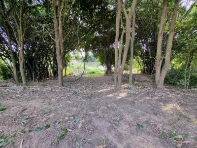 ขายที่ดินราชบุรี : ขายที่ดินสวย ริมแม่น้ำแม่กลอง เหมาะทำบ้านพักผ่อน อำเภอโพธาราม ราชบุรี