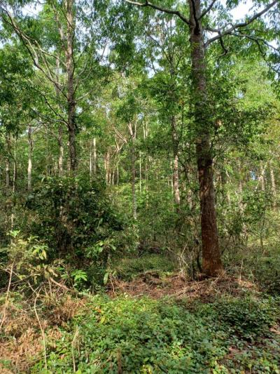 For SaleLandChanthaburi : Land for sale by owner, land for sale, Mueang Tha Chang District, urban forest style Near Iyara Resort and Ramita Resort, enter via Taksin Road.