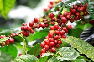 For SaleLandChiang Mai : coffee plantation for sale