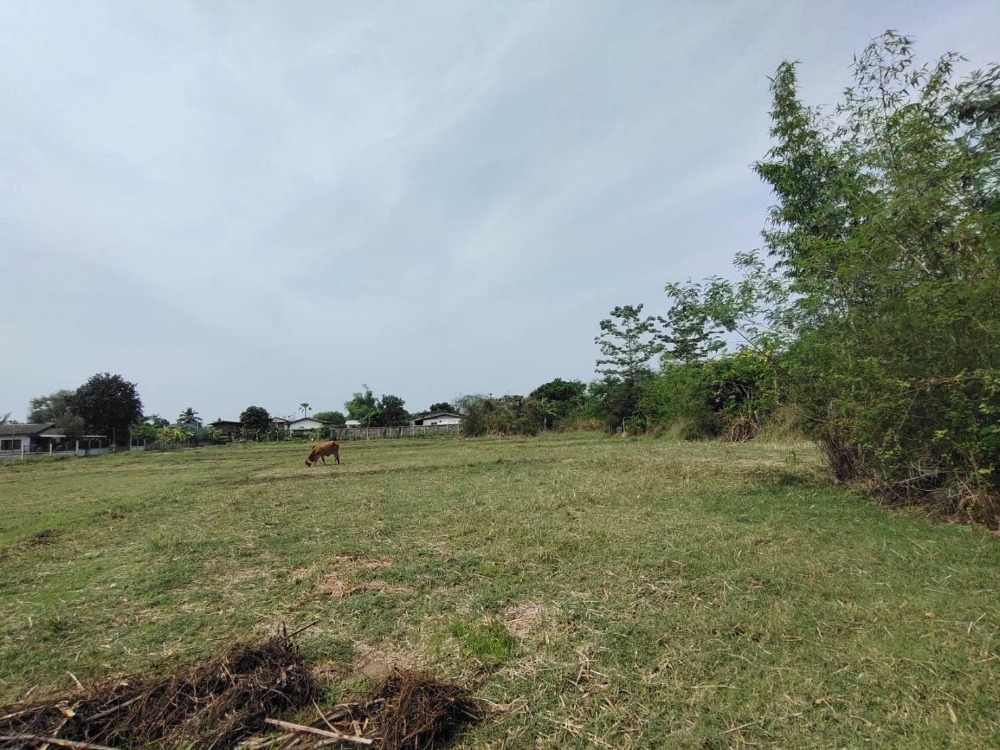 For SaleLandLampang : Land for sale/Land/Agriculture, Lampang Province